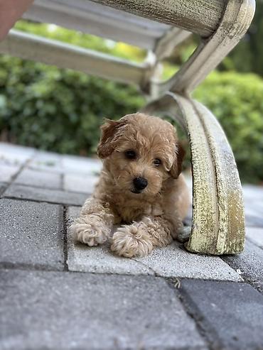 İplər, saplar: SATILIR: Toy Poodle bala – Gəncə Xüsusiyyətlər: - Cins: Toy Poodle — 3