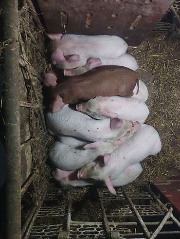 Продам с/х животных: Продаю | Поросенок | Для разведения — 1