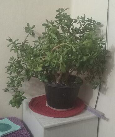 буржуйка для дома: Срочно продам денежное дерево. большое.
1000сом