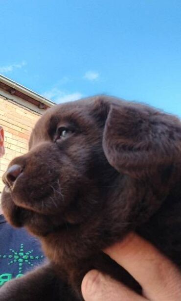 fotelje za pse: Čokoladni štenci labrador retrivera Čokoladni štenci labrador