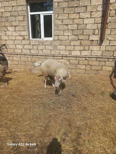 Qoyunlar, qoçlar: Fermada yetişdirilmiş, müxtəlif rənglərdə olan qoyunlar. Sağlam və — 11