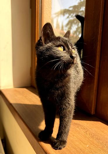 Pişiklər: Dişi, Yaxşı əllərə — 10