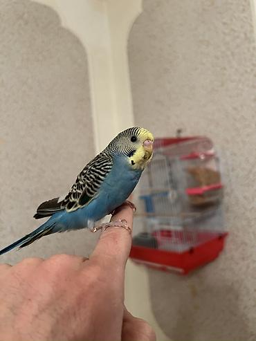 Tutuquşları: 🦜 Xüsusi Danışan Macha – 3 Aylıq Erkək Bala 🦜 Seçilmiş baxım və — 7