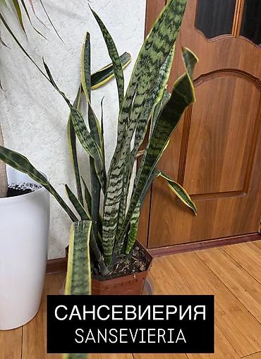 plants: Комнатные растения в горшках: 1) Хамедорея (Chamaedorea) - Тонкий — 2