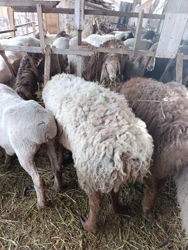 Баран, овца: Продаю | Овца (самка) | Для разведения | Матка — 9