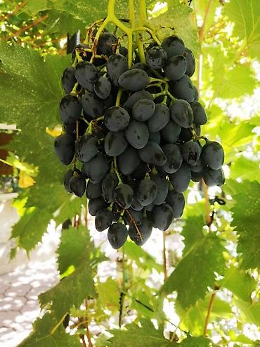 Спил деревьев, заготовка дров: Правильная обрезка плодовых деревьев и винограда. Обрезка 2026 — 18