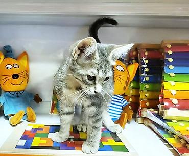 pișik: В самые добрые ручки. Котенок-девочка, возраст - 2,5 мес. Красивая — 2