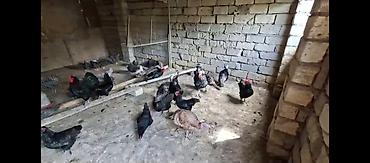 ag xoruz: Toyuq, Damazlıq, Ünvandan götürmə — 4
