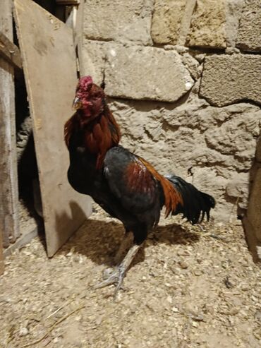 Xoruzlar: Yapon 1 yaş yarımlıq heyvandı problemsiz heyvandı barter yalnız şamo — 11