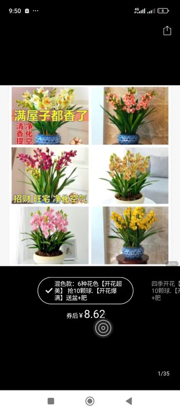 куплю комнатные цветы: Орхидея симбидиум шт 100 в пачке 6 штук разные цвета