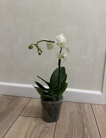 Орхидеи: Орхидеи Голландские Phalaenopsis сортовые цветущие по 800 сомов — 4