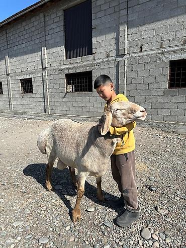 Баран, овца: Продаю | Баран (самец) | Арашан | Для разведения — 11