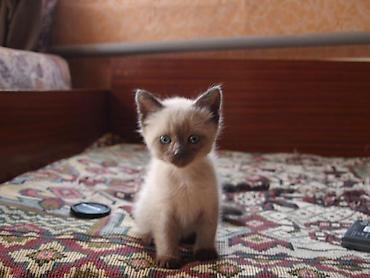 Pişiklər: Siam — 5