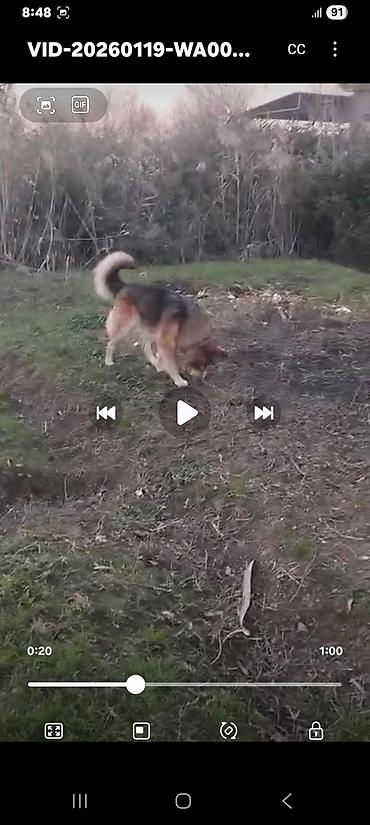 İtlər: Xaski, 1 ay, Erkek, Peyvəndli, Ünvandan götürmə — 5