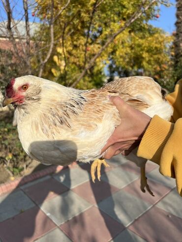 Toyuqlar: Toyuq, Yumurtalıq -da lalafo.az — 11 Toyuqlar: Toyuq, Yumurtalıq — 11