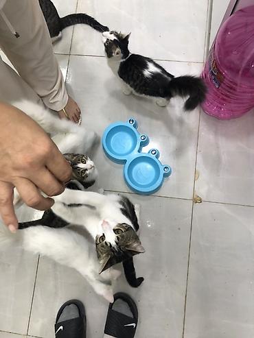 akvarium baliq adlari: Отдаем котиков в хорошие руки, беспалтно. все кроме белых — 7