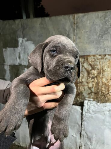 İtlər: Kane-Korso, 1 ay, Erkek, Peyvəndli, Ünvandan götürmə