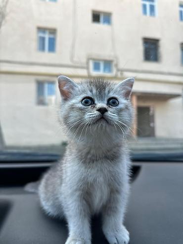 Pişiklər: Britan — 14