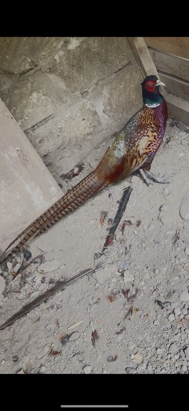 Xoruzlar: Xoruz, il: 1, Pulsuz çatdırılma — 7