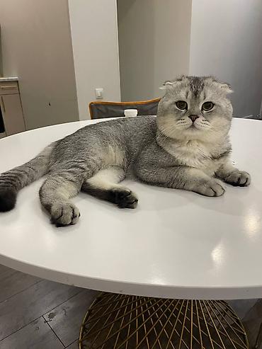 няня для кошек: Передержка котов на дому/ Гостиница для котов на дому Домашний уход — 1