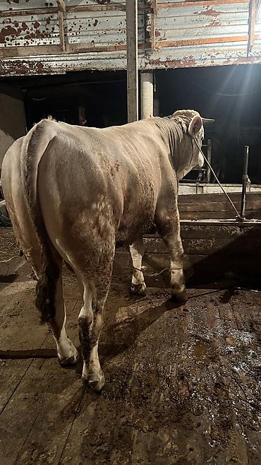 Коровы, быки: Продаю | Бык (самец) — 4