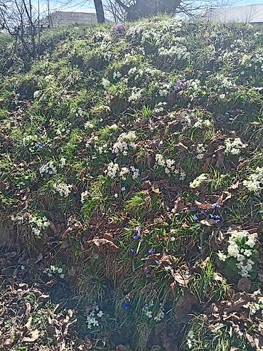 Çöl bitkiləri: Torpaq Vəndam qəsəbəsində yerləşir. Qazı, suyu, işığı telefon xətti — 3