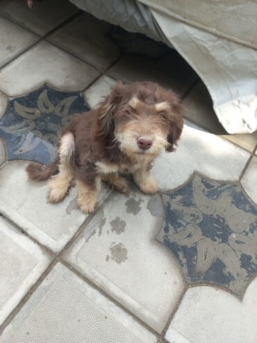 İtlər: 2 ay, Erkek, Peyvəndli, Ünvandan götürmə — 10