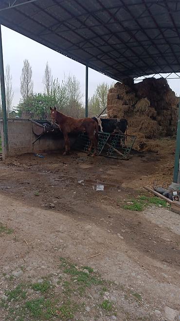 Продажа коттеджей и домов: Продается кошар с домом в селе Кайырма 💸=110.000$+торг уместен — 15