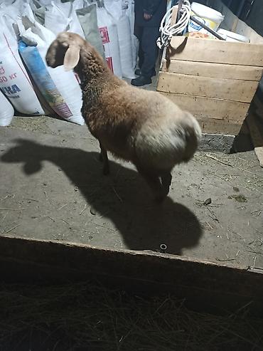 Баран, овца: Продаю | Баран (самец) | Арашан | Для разведения | Племенные — 5