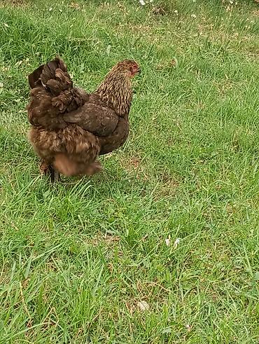 ördək balası və cücə: Toyuq, Brama, Damazlıq, Ödənişli çatdırılma — 1