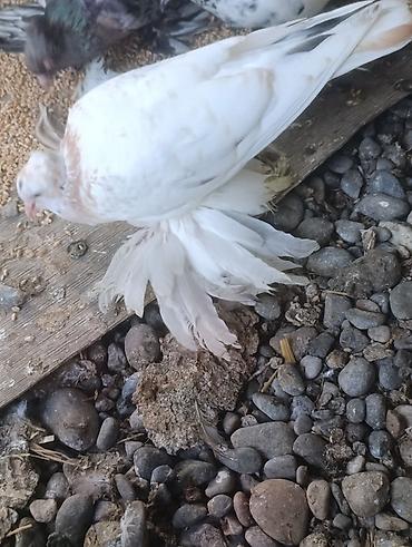 akvarium balıq novləri: Bir cüt dekorativ göyərçinlər satılır isdəyən əlagə saxleya bilər — 3
