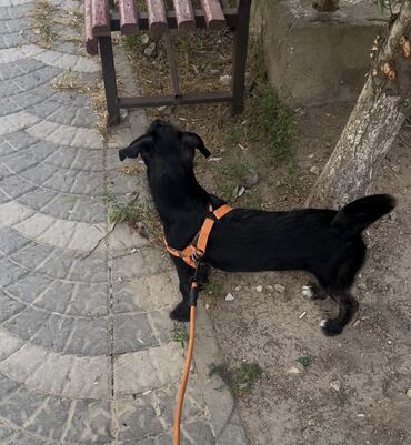 sosis it: Labrador-retriver, 5 ay, Dişi