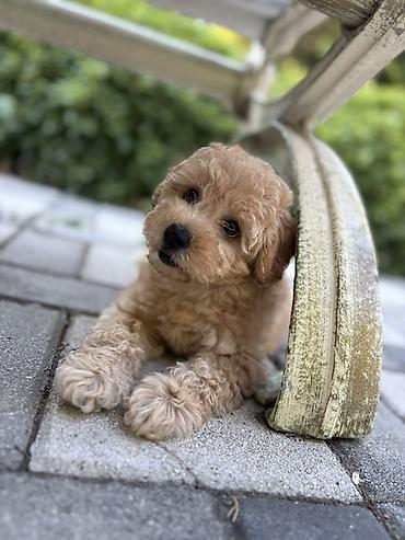 İplər, saplar: SATILIR: Toy Poodle bala – Gəncə Xüsusiyyətlər: - Cins: Toy Poodle — 5