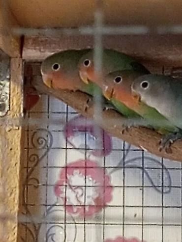 Ayrilmaz biri 35az valnistiy biri 10az başi qirmizi hazir çuti 1ilik