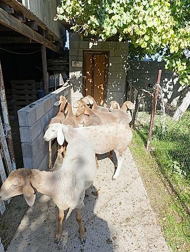 плем карта: Продаю | Ягненок | Арашан | Для разведения | Ярка — 6
