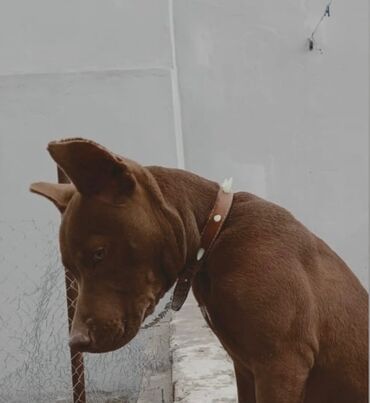 İtlər: Pitbul, 10 ay, Dişi, Peyvəndli, Ünvandan götürmə
