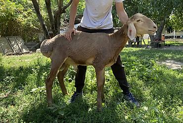 арашае: Продаю | Баран (самец) | Арашан | Племенные — 1
