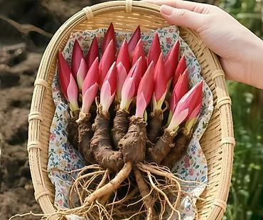 Пион: Клубни и саженцы цветов — пионы, травянистые, древовидные и гибридные — 2