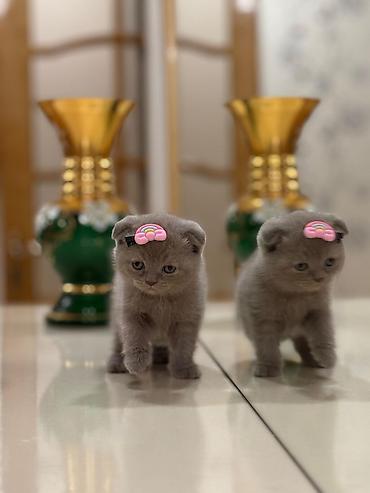 Кошки: Шотландская вислоухая — 9