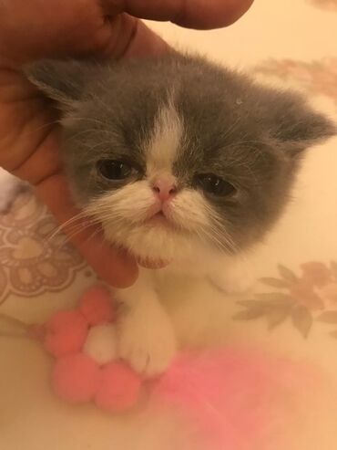 Pişiklər: Şotland yastı qulaq, Erkək, Dişi, Yaxşı əllərə, Ünvandan götürmə, Pulsuz çatdırılma, Ödənişli çatdırılma — 103