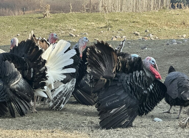 Индюки: Продаю | Индюк (самец) | Черный принц | Для разведения | Племенные — 1