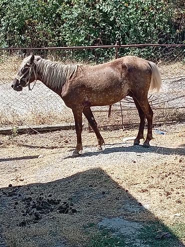 halep kecisi satilir: Erkey atdi təzə minilir qiymət 1000 ə deyilir endirim olacağ real — 1