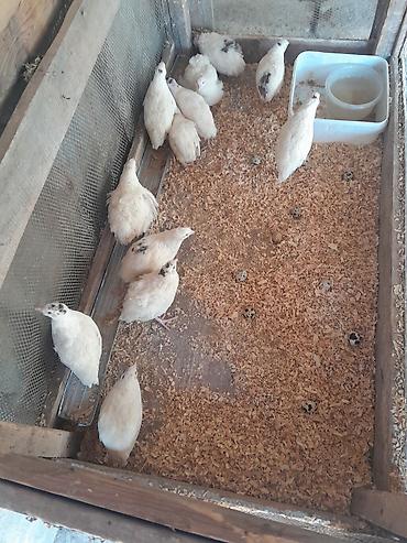 bıldırcın ne kadar: Məhsul: Ağu rəng ağırlıqlı bıldırcınlar (yumurtlayan sürü) Təsvir: - — 1