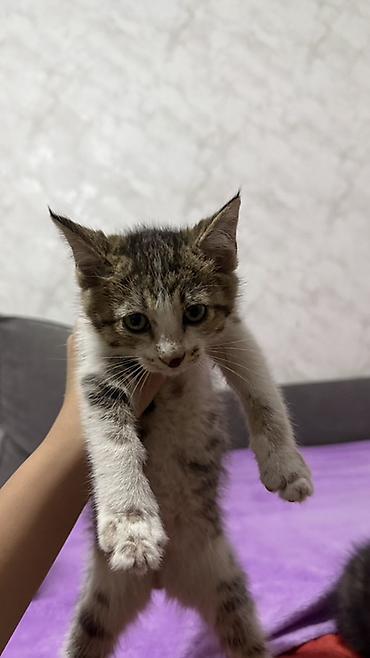 кошка шатланка: Котята, отдам даром в хорошие руки Описание: - Возраст на фото — 1
