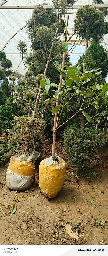 Газон: САЖЕНЦЫ САМШИТЫ саженцы кустарников саженцы магнолии саженцы олеандра at lalafo.kg — 21 Газон: САЖЕНЦЫ САМШИТЫ саженцы кустарников саженцы магнолии саженцы олеандра — 21