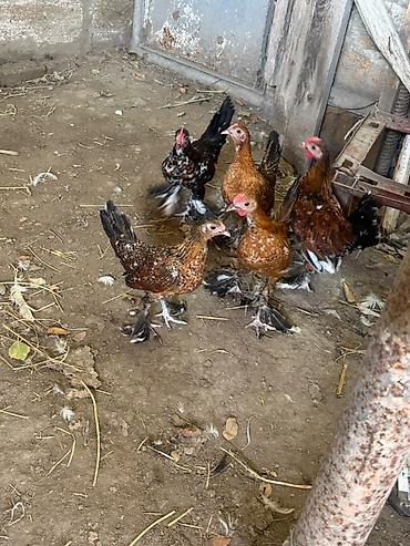kənd toyuqlarının satışı: Toyuq, Damazlıq — 1