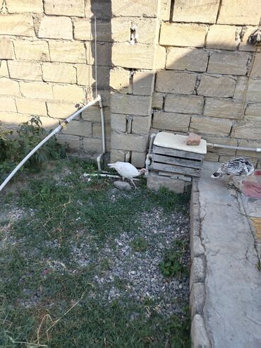 deve quşu: 2ədəd 46günüy Hinduşka balası satıram xacmazdadı vasapımdı 0554626380