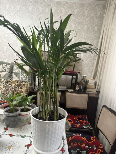 пальма цветы: Продаю Арека хризалидокарпус доставка по городу бесплатно, при