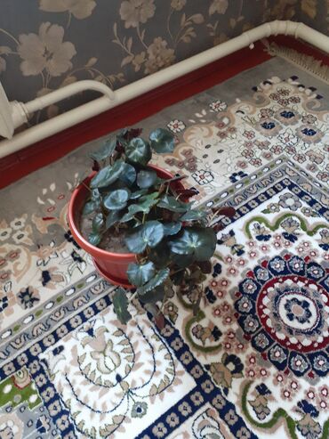 Замиокулькас (Долларовое дерево): Продаю комнатные цветы срочно только оптом цена договорная — 15