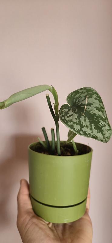 алоэ вера купить: Scindapsus exotica. Parlaq yarpaqlı, baxımı rahat ve tez böyüyen — 6